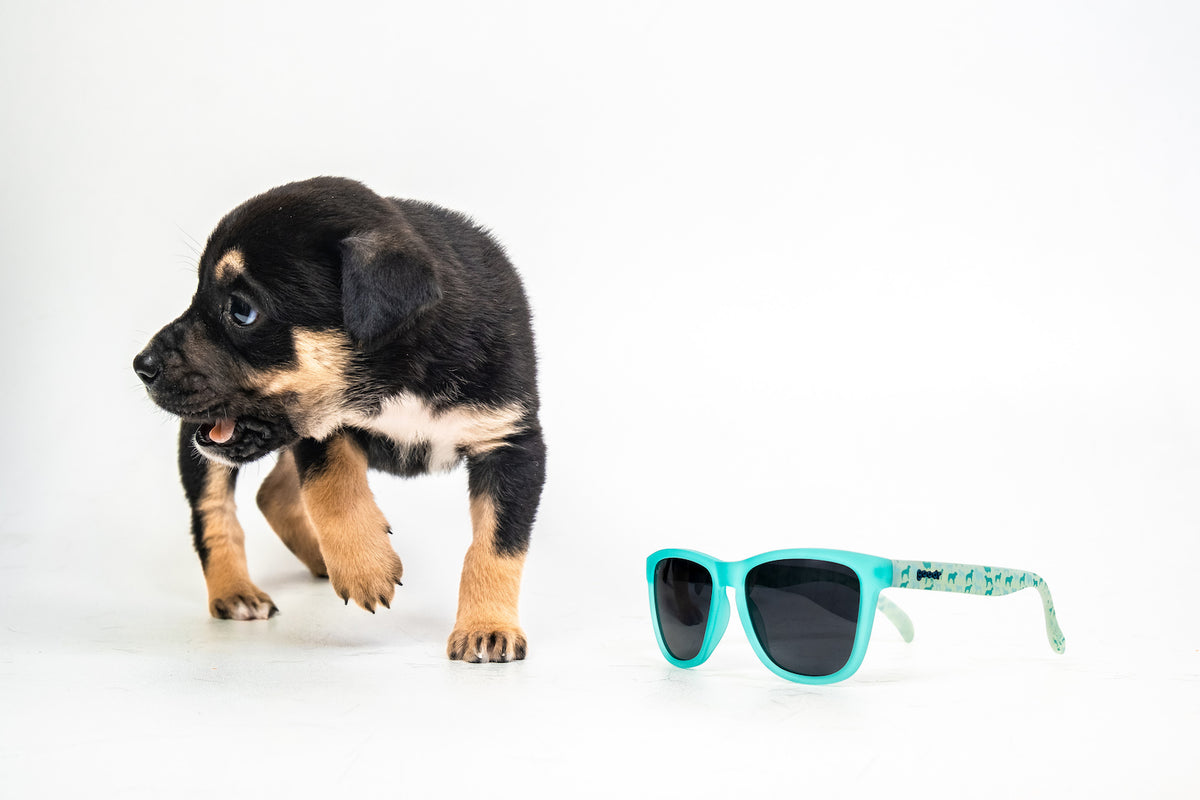 Dog Cat Bike Goggles Motorcycle Dog Googles Dog Sunglasses for Eye